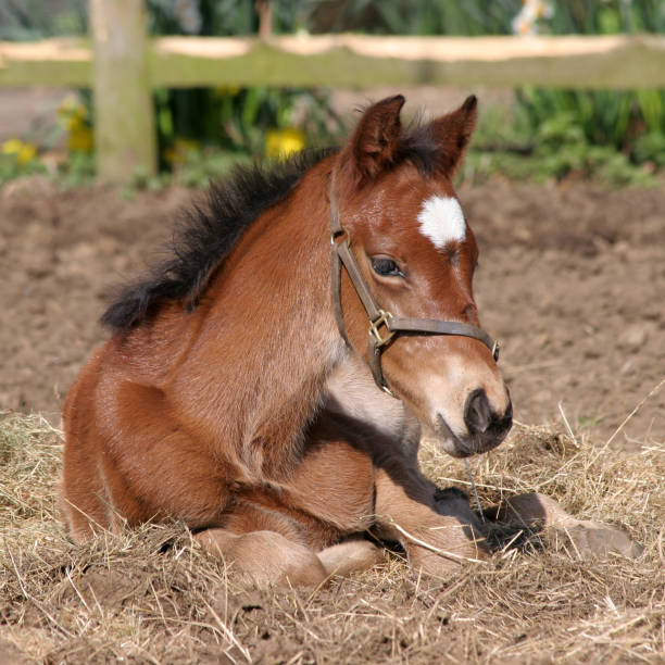 young foal laying on hay stock photo