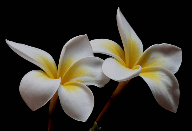 Frangipani stock photo