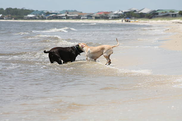 Labradors at the Beach stock photo