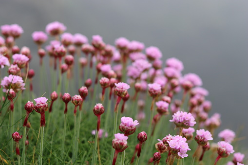 Close up of sea pink or thrift, growing on a coastal cliff