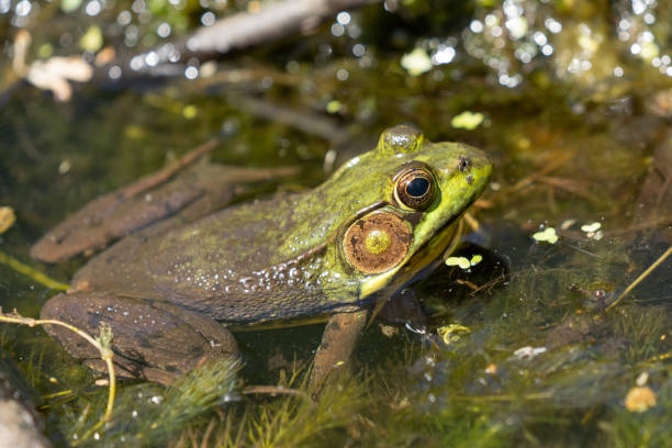 istock American Bullfrog in Pond 1490683878
