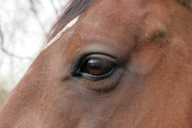 close up of a horses eye stock photo