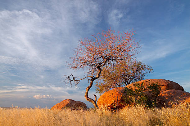 Landscape with granite boulders, trees and blue sky, Namibia, southern Africa