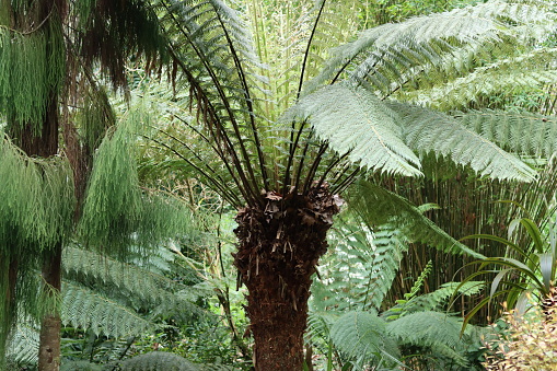 Fronds emerging from a large tree fern in a tropical garden