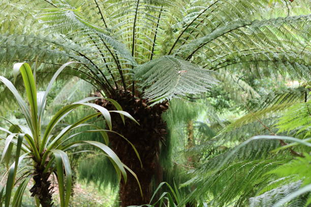 istock Fronds emerging from a large tree fern in a tropical garden 1490684474