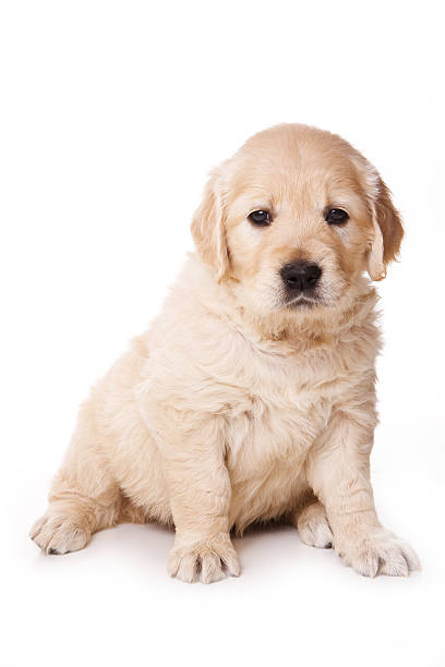 istock Golden retriever puppy on white background 149068514
