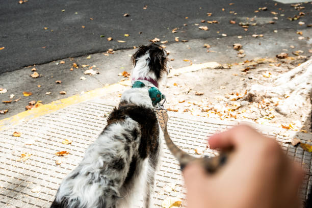 Borzoi dog walking through the city