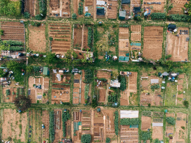 istock Aerial view of many vegetable gardens 1490685341