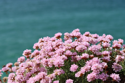 Close up of sea pink or thrift, growing on a coastal cliff against a turquoise sea backdrop
