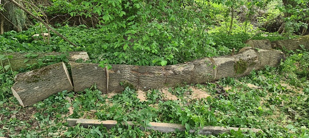 A pile of logs in a forest in front of a freshly cut tree trunk