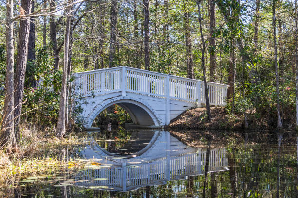 istock A small bridge over very still water in a forest or swamp like 1490686245