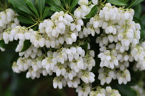 Close up of a bunch of white pieris flowers against dark green leaves