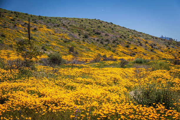 istock A valley full or yellow and orange Mexican poppies on a spring day 1490686921