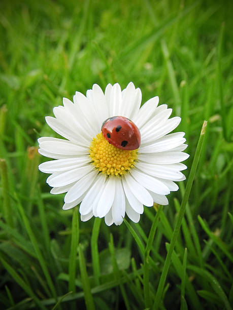 Daisy stock photo