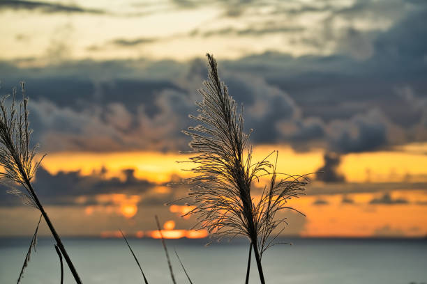 sugar cane flower infront of sunset, Mahe Seychelles 1.