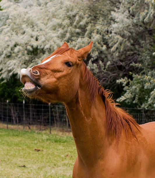 Rir Cavalo - fotografia de stock