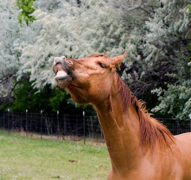 Rir cavalo. - fotografia de stock