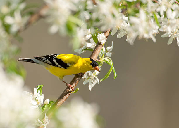 istock Gold Finch in a tree 149068863