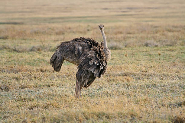istock Female ostrich in the Serengetti 149068920