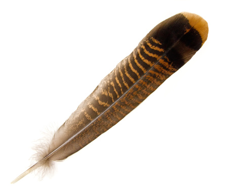 Close-up of a Wild Turkey tail feather isolated on white.