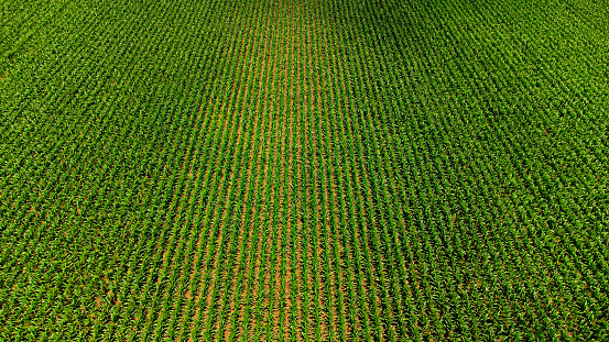 An Elevated View of Vibrant Green Corn Crop Field in Eguisheim, France near Colmar / Strasbourg.