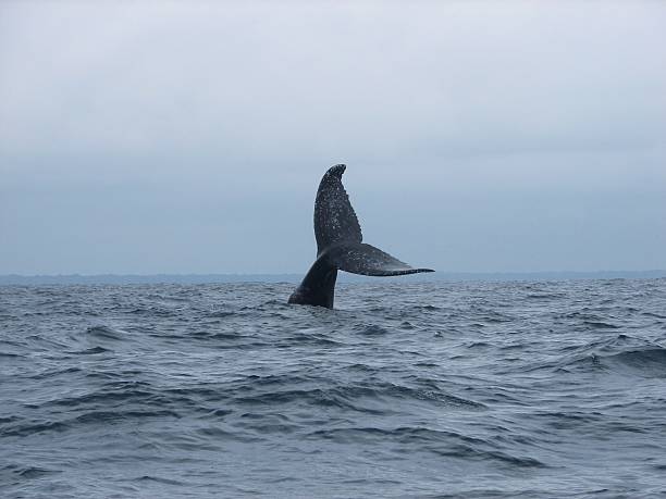 Tail of a humback whale in Gabon in the atlantic ocean. Picture taken on a rough sea on a cloudy day.