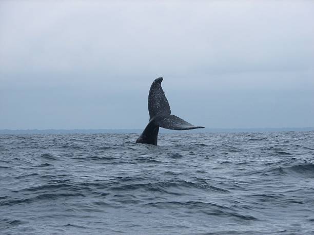 Tail of a humback whale in Gabon Tail of a humback whale in Gabon in the atlantic ocean. Picture taken on a rough sea on a cloudy day. gabon stock pictures, royalty-free photos & images