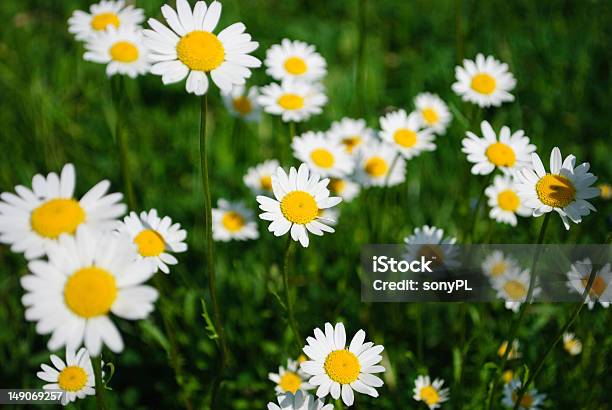 Juicy Flowers Stock Photo - Download Image Now - Advertisement, Agricultural Field, Flower