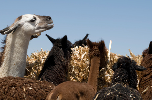 Group of Alpacas and Lamas eating a lunch of the Hay