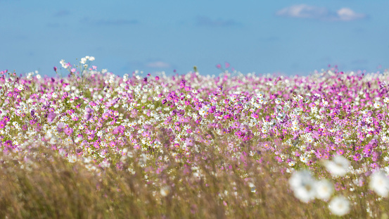Wildflower daisies blowing in the wind against a clear blue sky, Newquay, Cornwall.