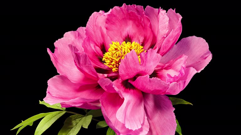 Pink Flower of Tree Peony Blooming in Time Lapse Close up on a Black Background with Alpha Matte. Beautiful Petals of Paeonia sect. Moutan Opens in Timelapse