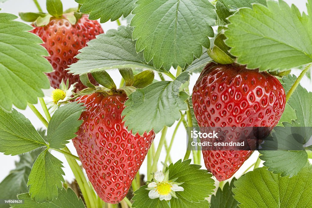 Morango Plant - Foto de stock de Comida royalty-free