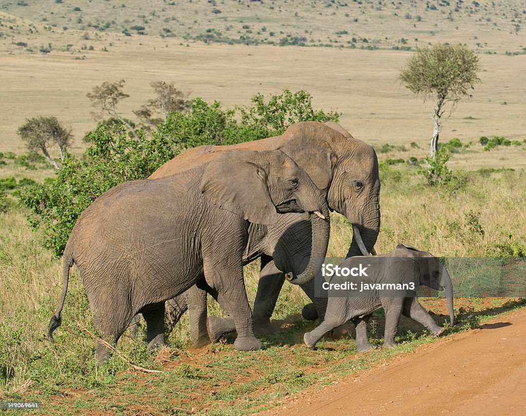 象のファミリー - アフリカのロイヤリティフリーストックフォト