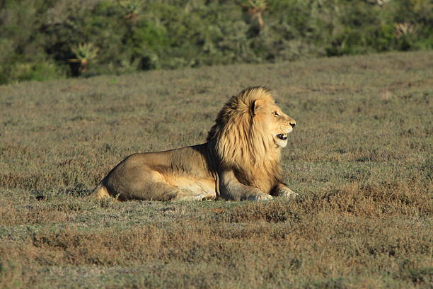 Profile view of a male lion lying in a field of grass. Horizontal shot.