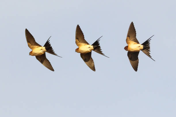 Red-rumped Swallow photomontage of three photographs of the same animal taken in the same second red rumped swallow stock pictures, royalty-free photos & images