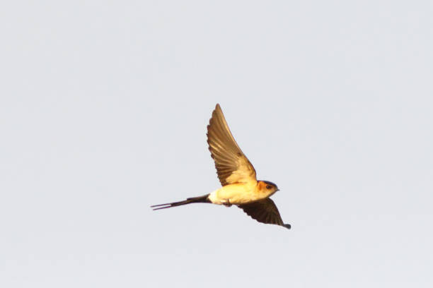 Red-rumped Swallow Red-rumped swallow in flight red rumped swallow stock pictures, royalty-free photos & images