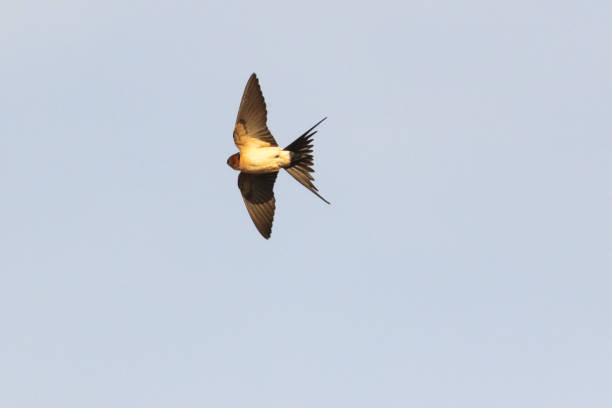 Red-rumped Swallow Red-rumped swallow in flight red rumped swallow stock pictures, royalty-free photos & images