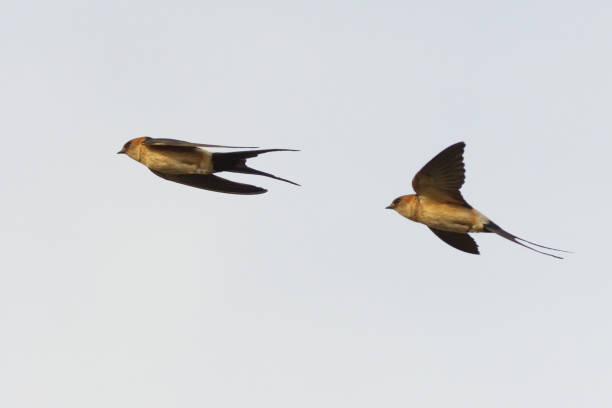 Red-rumped Swallow photomontage of two photographs of the same animal taken in the same second red rumped swallow stock pictures, royalty-free photos & images