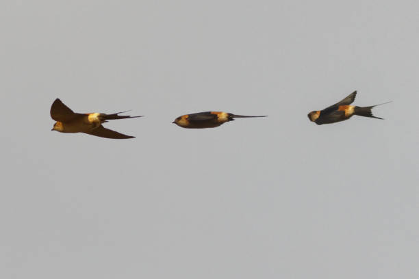 Red-rumped Swallow photomontage of three photographs of the same animal taken in the same second red rumped swallow stock pictures, royalty-free photos & images