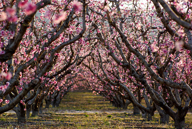 istock Row of peach tree blossoms on spring afternoon 149069707