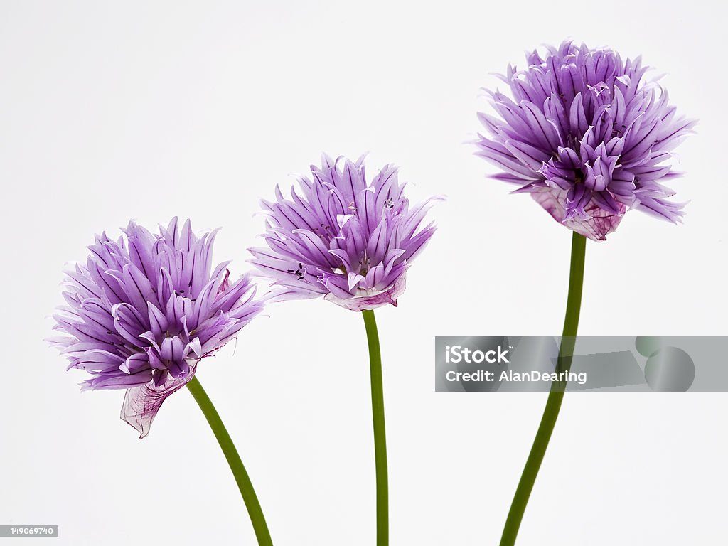 Chives flor - Foto de stock de Cebolla libre de derechos