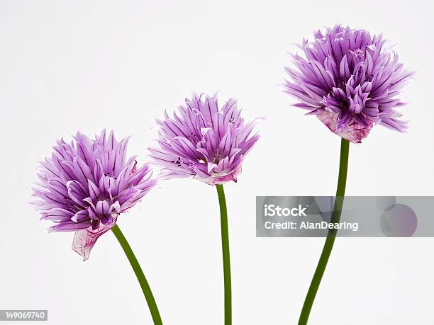 Chives Flor Foto de stock y más banco de imágenes de Cebolla - Cebolla, Cebolleta, Flor