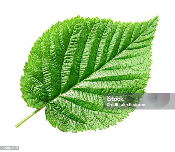 Green Leaf Stock Photo - Download Image Now - Botany, Clean, Close To