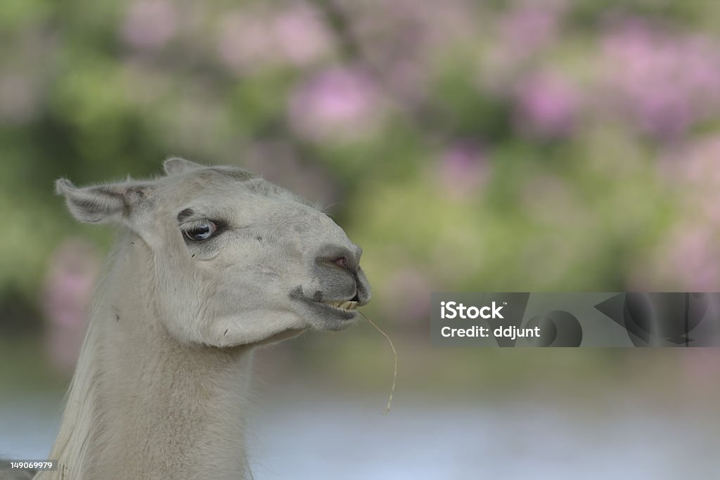 Lama Poser pour une photo - Photo de Animal vertébré libre de droits
