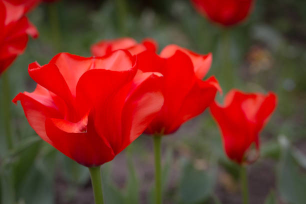 istock Red blooming tulips in botanical garden 1490700460