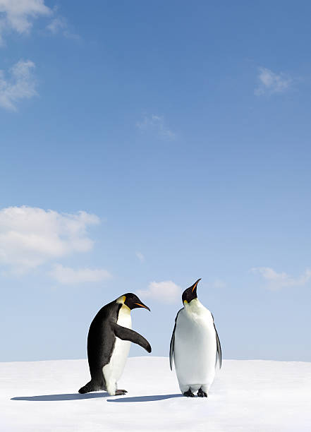Two penguins depicting rejection stock photo