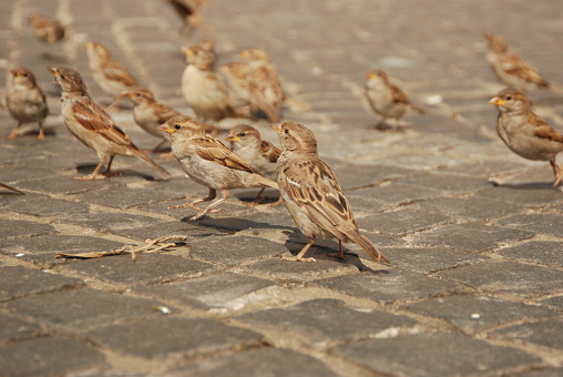 A lot of sparrows on paving stone. Feeding street birds in the city.