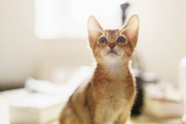 istock abyssinian kitten wild color indoor portrait 1490701545