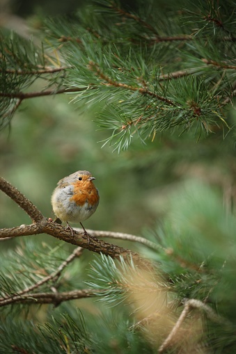 A vertical shot of a small European robin perched on a branch of a pine tree