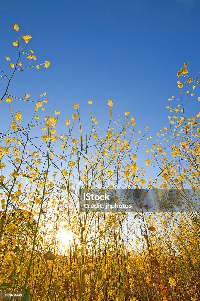 Mostarda Flor contra o céu azul em sunrise - Royalty-free Abril Foto de stock